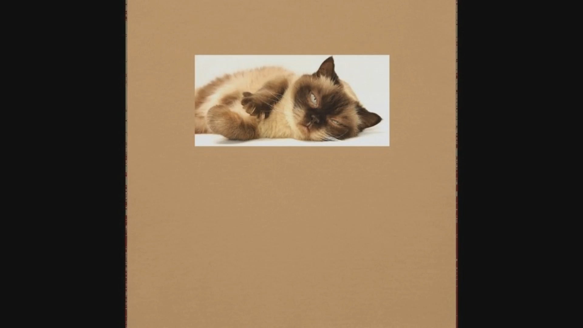 猫のユニセックスパーカー